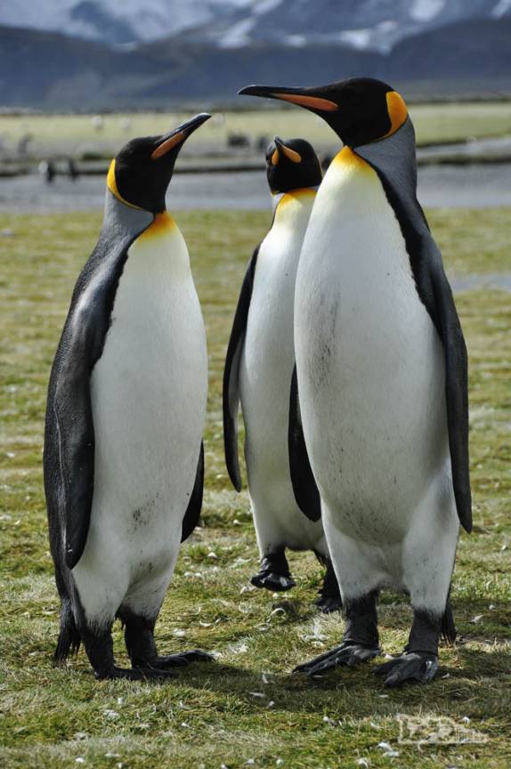 Pinguins rei confraternizam em Salisbury Plain, na Geórgia do Sul